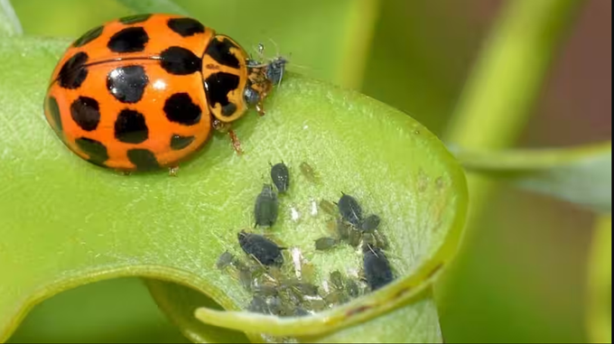 Các loại sâu bọ có lợi và giữ hệ sinh thái khỏe mạnh cho vườn nhà