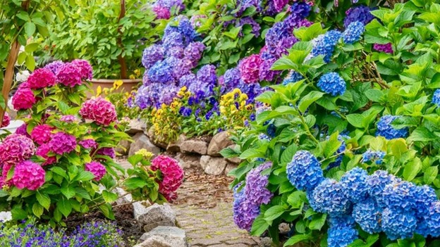 Sân nhà trồng 5 loài hoa này, may mắn gõ cửa nhà