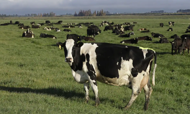 New Zealand nghiên cứu thực phẩm biến đổi gene cho động vật nhai lại, giúp giảm khí mê-tan