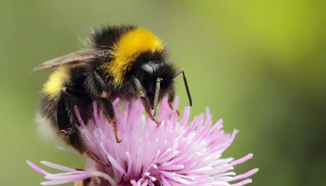 Loài ong đang bị căng thẳng và thực phẩm chúng ta phần lớn dựa vào chúng