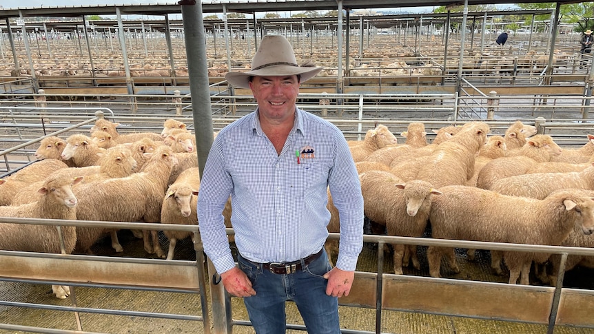 Người nuôi cừu ở Úc 'hốt bạc' vì nhu cầu da cừu từ Trung Quốc