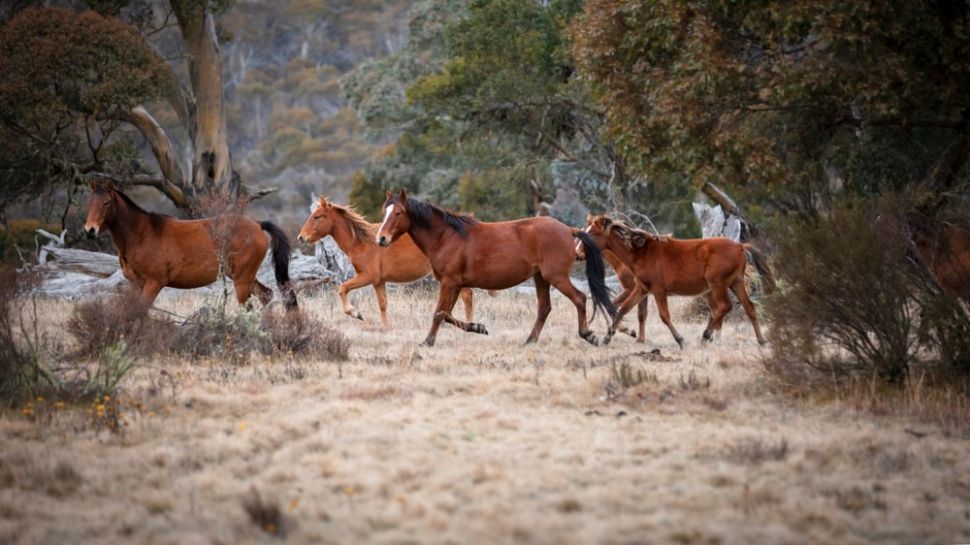 Úc sẽ tiêu diệt 10,000 con ngựa hoang