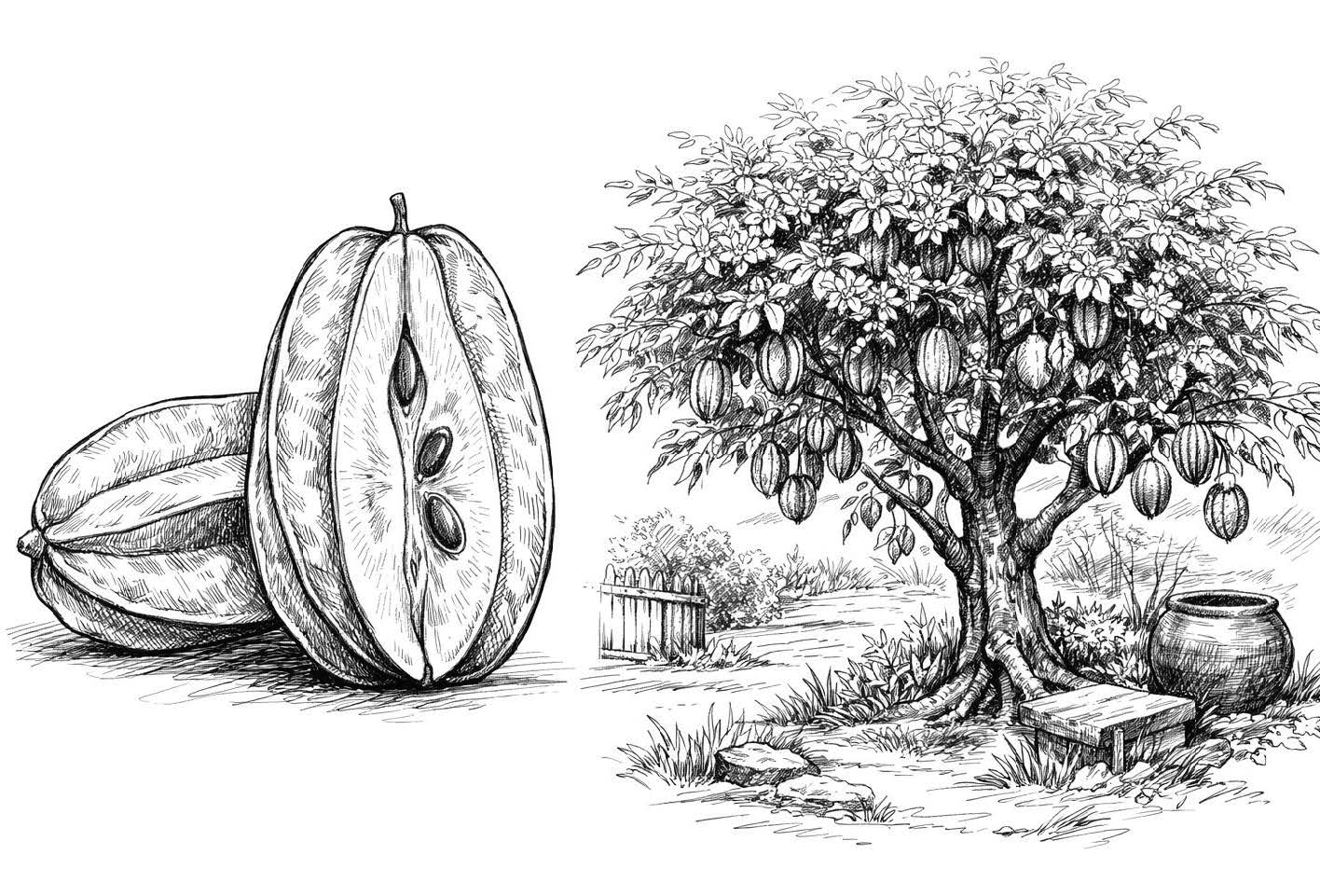 CÂY KHẾ : một góc trời tuổi thơ