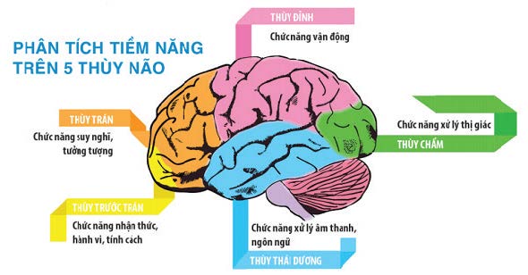 ĐỜI SỐNG CỦA BỘ ÓC TRONG ĐỜI SỐNG CON NGƯỜI