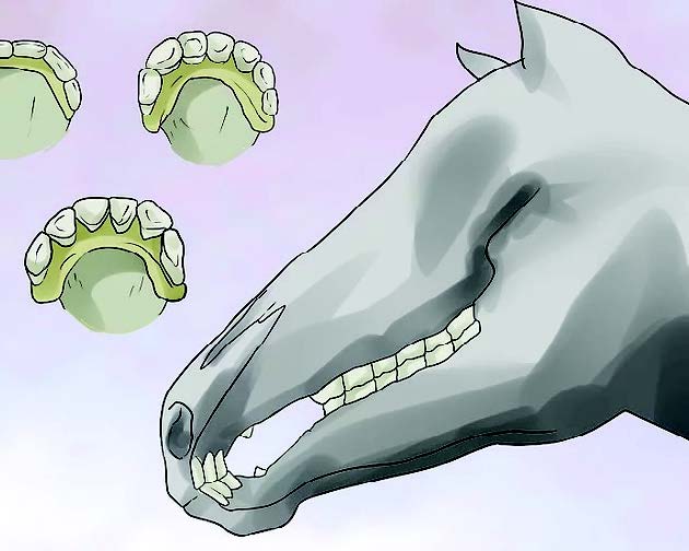 Xem Răng Ngựa, Biết Tuổi Ngựa