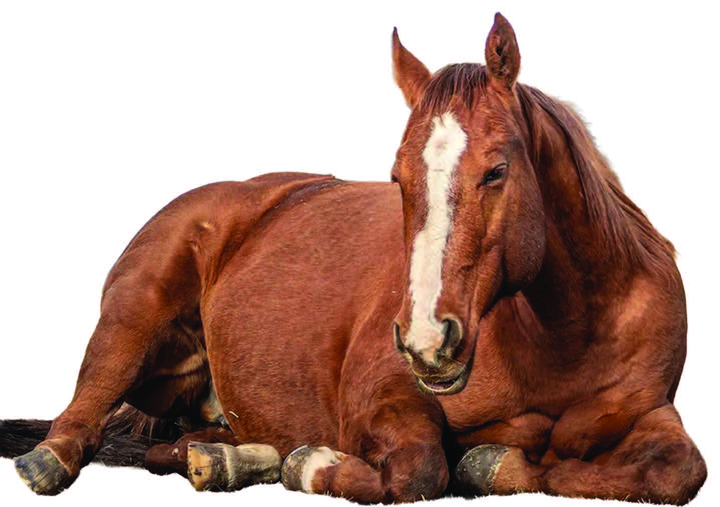 Ngựa ngủ ĐỨNG hay ngủ NẰM ?