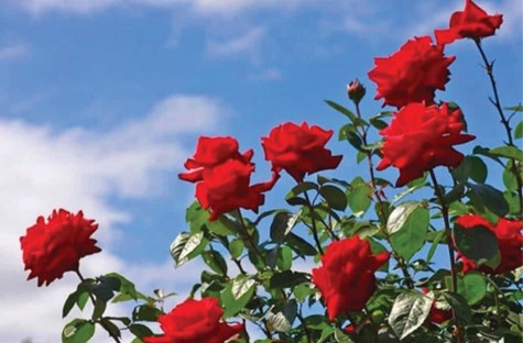 Làm vườn là 1 thú vui - Thực hiện nhân giống cây hoa hồng