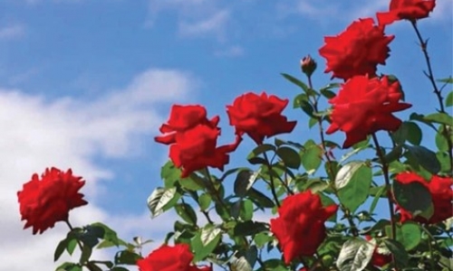 Làm vườn là 1 thú vui - Thực hiện nhân giống cây hoa hồng