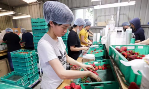 Chọn nghề gì: Làm farm tại Úc - công việc, trải nghiệm thực tế và cơ hội visa