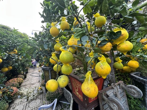 Hoa kiểng đổ về TP.HCM đón tết sớm