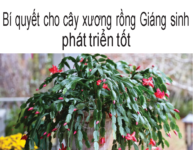 Bí quyết cho cây xương rồng Giáng sinh phát triển tốt.