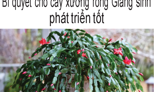 Bí quyết cho cây xương rồng Giáng sinh phát triển tốt.