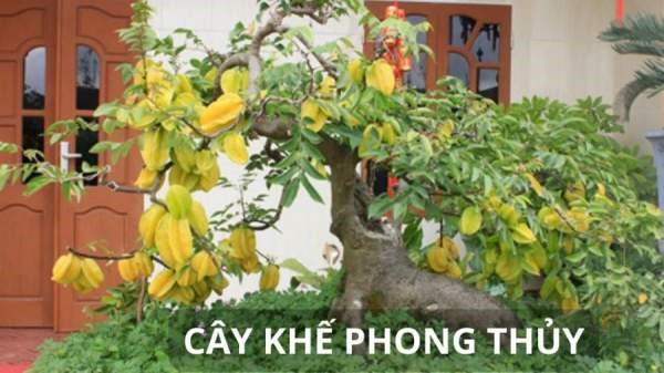 Trồng cây khế cực tốt về phong thủy, đặc biệt người tuổi này, mệnh này trồng cây khế cực giàu