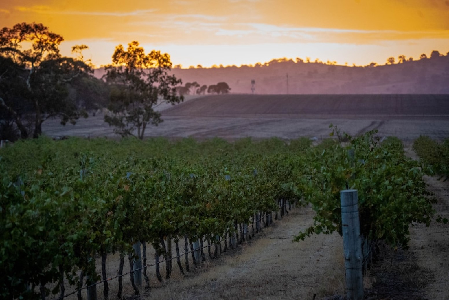 Những người có thế lực ở Barossa Valley xung đột về tương lai phát triển của vùng sản xuất rượu vang