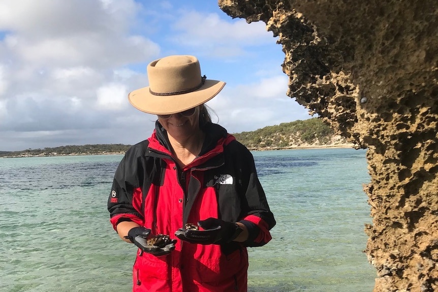 Nghiên cứu tiết lộ hạt nhựa siêu nhỏ hiện diện trong loài vẹm sống dọc theo các bãi biển tiểu bang Nam Úc