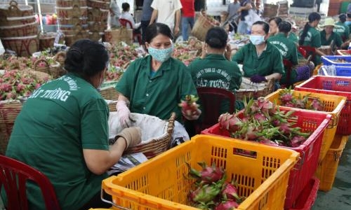 Cơ hội xuất khẩu tiềm năng cho thanh long ruột đỏ Việt Nam vào Australia