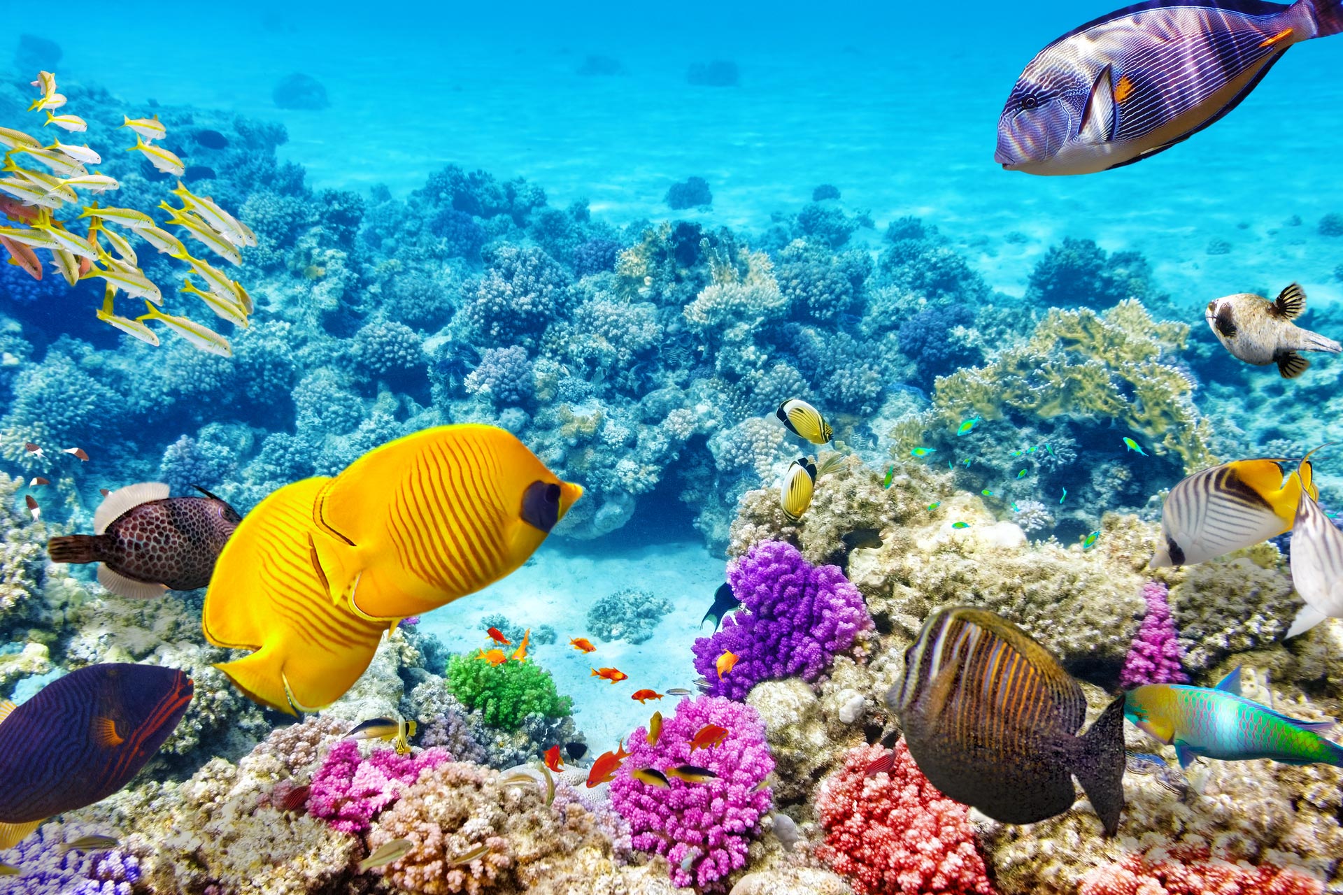 Úc mời tổ chức UNESCO đến Úc để đánh giá trực tiếp rạn san hô The Great Barrier Reef