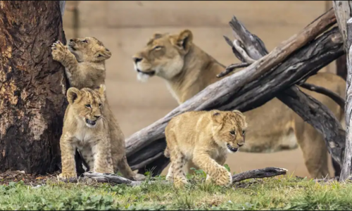 Năm con sư tử xổng chuồng ở Sở thú Taronga, tự về lại