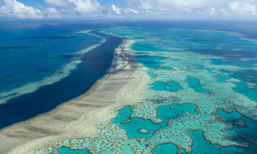 Hơn 70 phần trăm san hô bị mất ở Great Barrier Reef