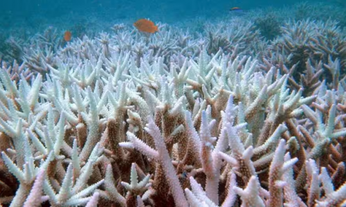 Hiện tượng trắng xóa hàng loạt ở Rạn san hô Great Barrier vẫn đang diễn ra