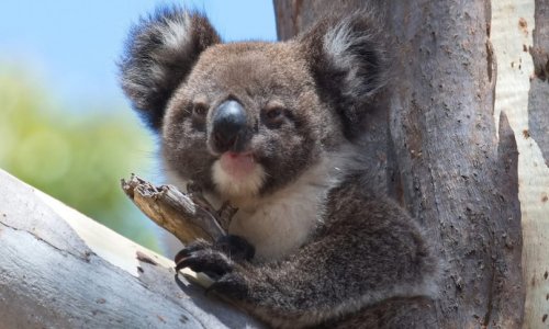 Kế hoạch lập khu bảo tồn gấu Koala trên đảo Kangaroo Island nhằm bảo vệ quẩn thể