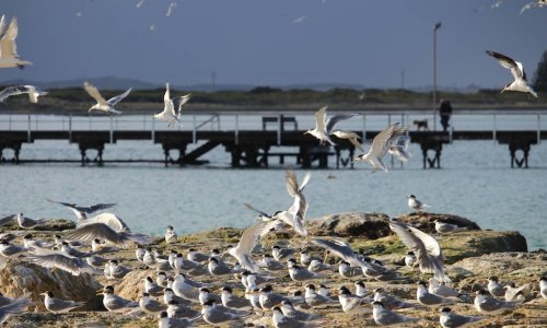 Tổ chức Birds SA cho biết biến đổi khí hậu lần đầu tiên đưa những loài chim quý hiếm vào bờ biển Nam Úc