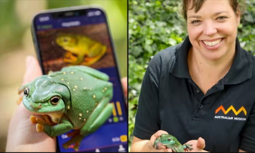 Cơ sở dữ liệu tiếng ếch kêu của Úc gần đạt cột mốc 1 triệu bản, nhờ các nhà khoa học công dân