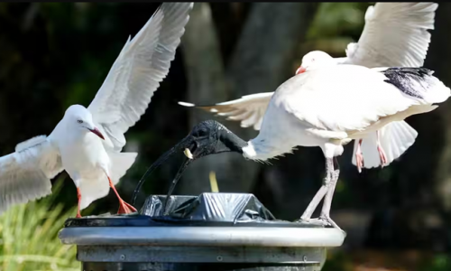 Một người đàn ông ở Sydney bị cáo buộc bắt chim ibis để làm thịt