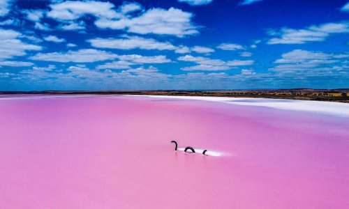 Hồ Bumbunga ở tiểu bang Nam Úc là địa điểm thu hút khách du lịch. Nhưng tại sao lại nó lại có màu hồng?