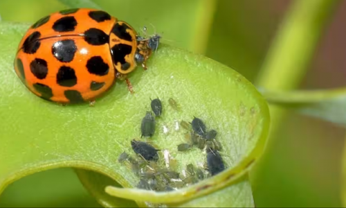 Các loại sâu bọ có lợi và giữ hệ sinh thái khỏe mạnh cho vườn nhà