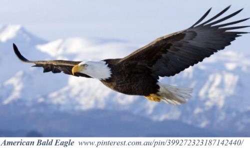 Bạn Biết Gì Về Chim Đại Bàng - Eagles?
