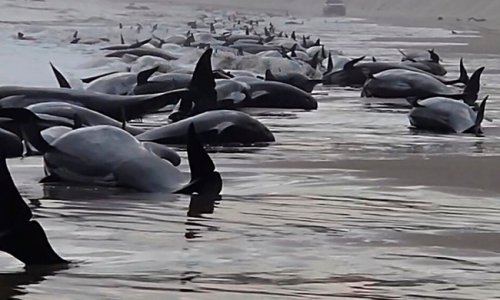 Hơn 200 cá voi mắc cạn ở Tasmania, chỉ 35 con sống sót