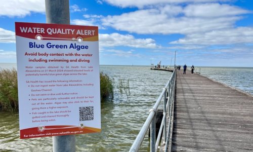 Kéo dài cảnh báo an toàn ở hạ lưu sông Murray về mức độc tố từ tảo xanh lam chết