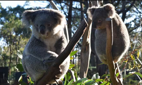 ‘Cứu koala’ lại trở thành chủ đề chính trong tháng tới
