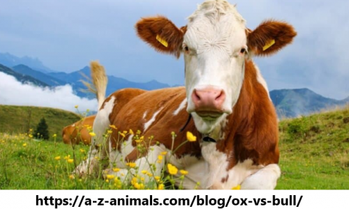 Bạn Biết Gì Về Con Bò – Cow - Bull – Ox