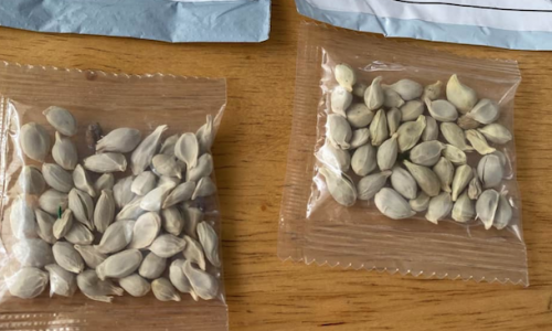 Mỹ điều tra vụ gói hàng lạ chứa hạt cây
