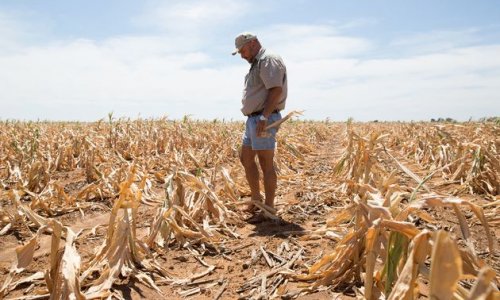 Sản lượng lúa mì của Úc giảm mạnh kể từ năm 2008
