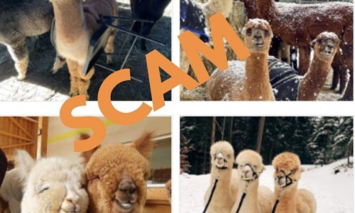 Người mua lạc đà không bướu Alpaca bị lừa đảo trên trang mạng