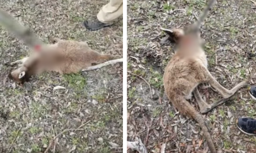 Nhiều cá thể kangaroo bị bắn chết bởi cung tên, để lại con non bơ vơ khiến dư luận vô cùng phẫn nộ