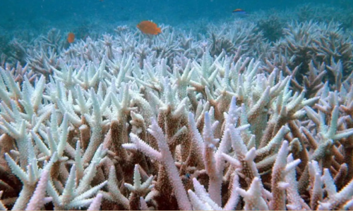 UNESCO đề nghị đưa Great Barrier Reef vào danh sách nguy hiểm, Úc muốn có cơ hội sửa chữa