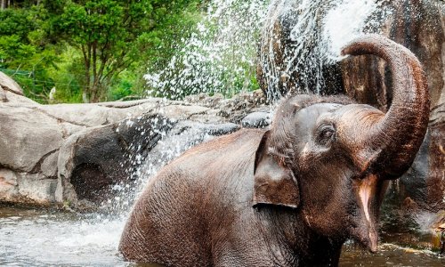 Voi được không vận và được cảnh sát hộ tống đến Công Viên Động vật Bán hoang dã Monarto Safari Park ở tiểu bang Nam Úc.