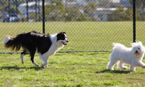 Victoria: Chính quyền tiểu bang sẽ xây thêm 17 công viên dành cho chó cưng