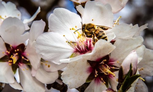 Những người nuôi ong lo lắng rằng họ sẽ không còn ong để cung cấp cho ngành công nghiệp trồng hạnh nhân đang mùa nở hoa của tiểu bang Nam Úc