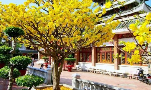 Bài luận về Tết Việt Nam-Vietnamese New Year