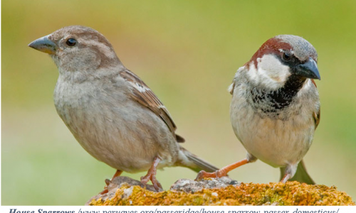 Bạn Biết Gì Về Chim Sẻ - Sparrows?