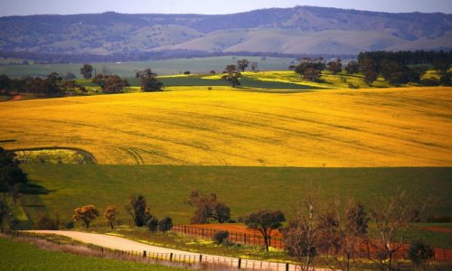 Nông dân Úc lãi lớn nhờ chuyển đổi cây trồng