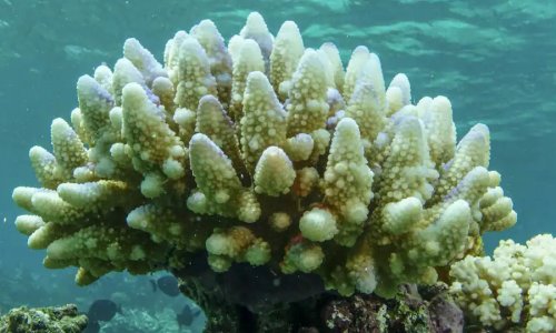 Dấu hiệu san hô mới cho thấy nhiều hứa hẹn tại rặng san hô Great Barrier Reef
