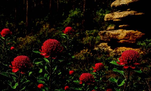 Watarah: Loài hoa biểu tượng của New South Wales