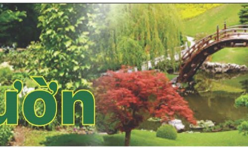 Hướng dẫn chiết cành cây ăn trái