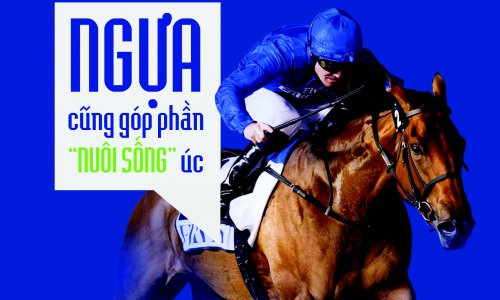 Ngựa cũng góp phần 